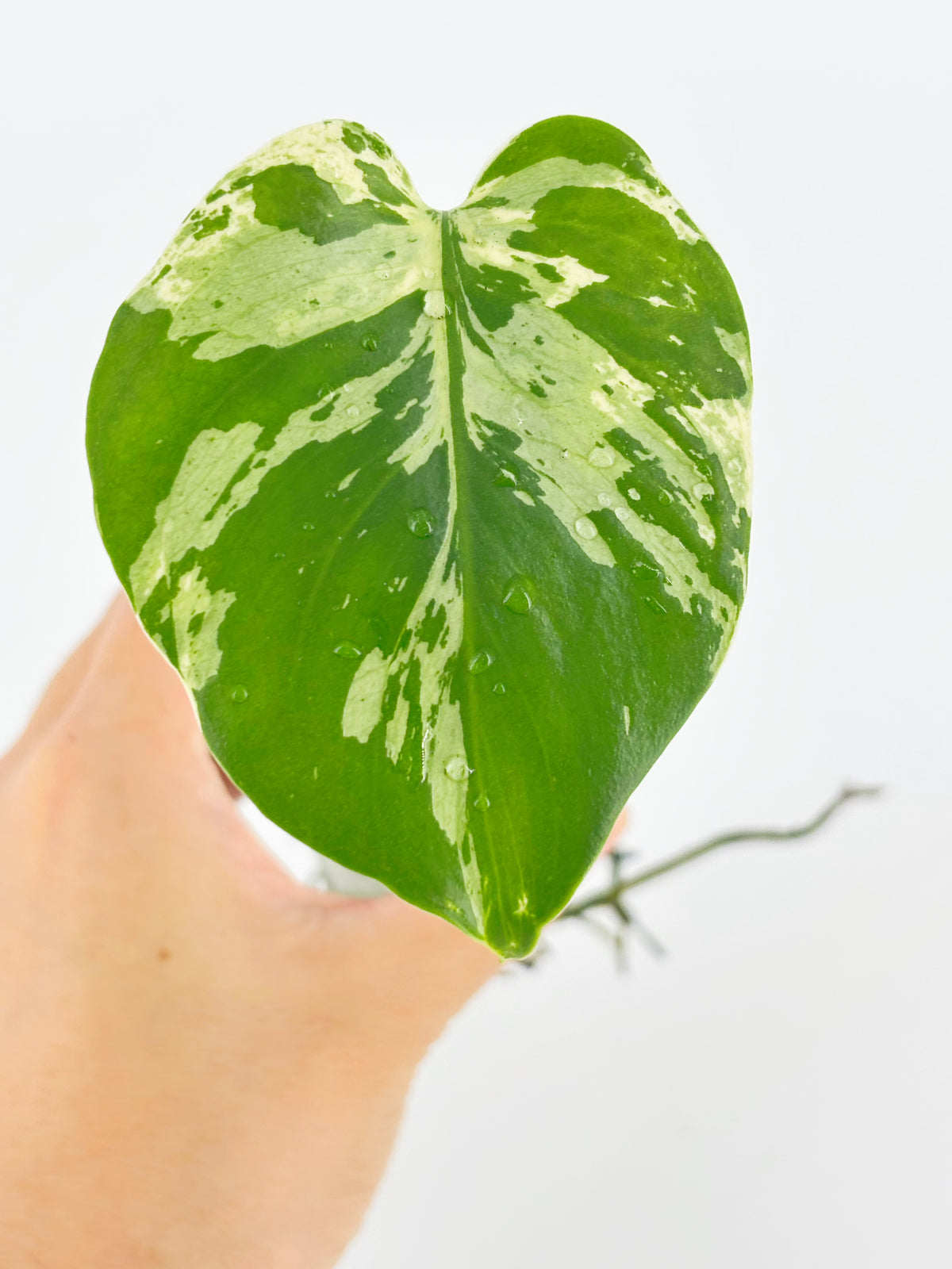 Monstera Combo(Bulbasaur &Legacy) @BC Warehouse
