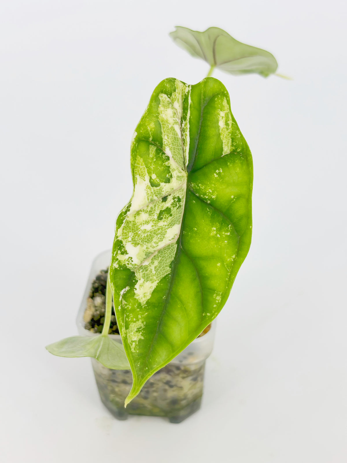 Alocasia Dragon Scale Var Duo @BC Warehouse