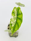 Alocasia Dragon Scale Var Duo @BC Warehouse
