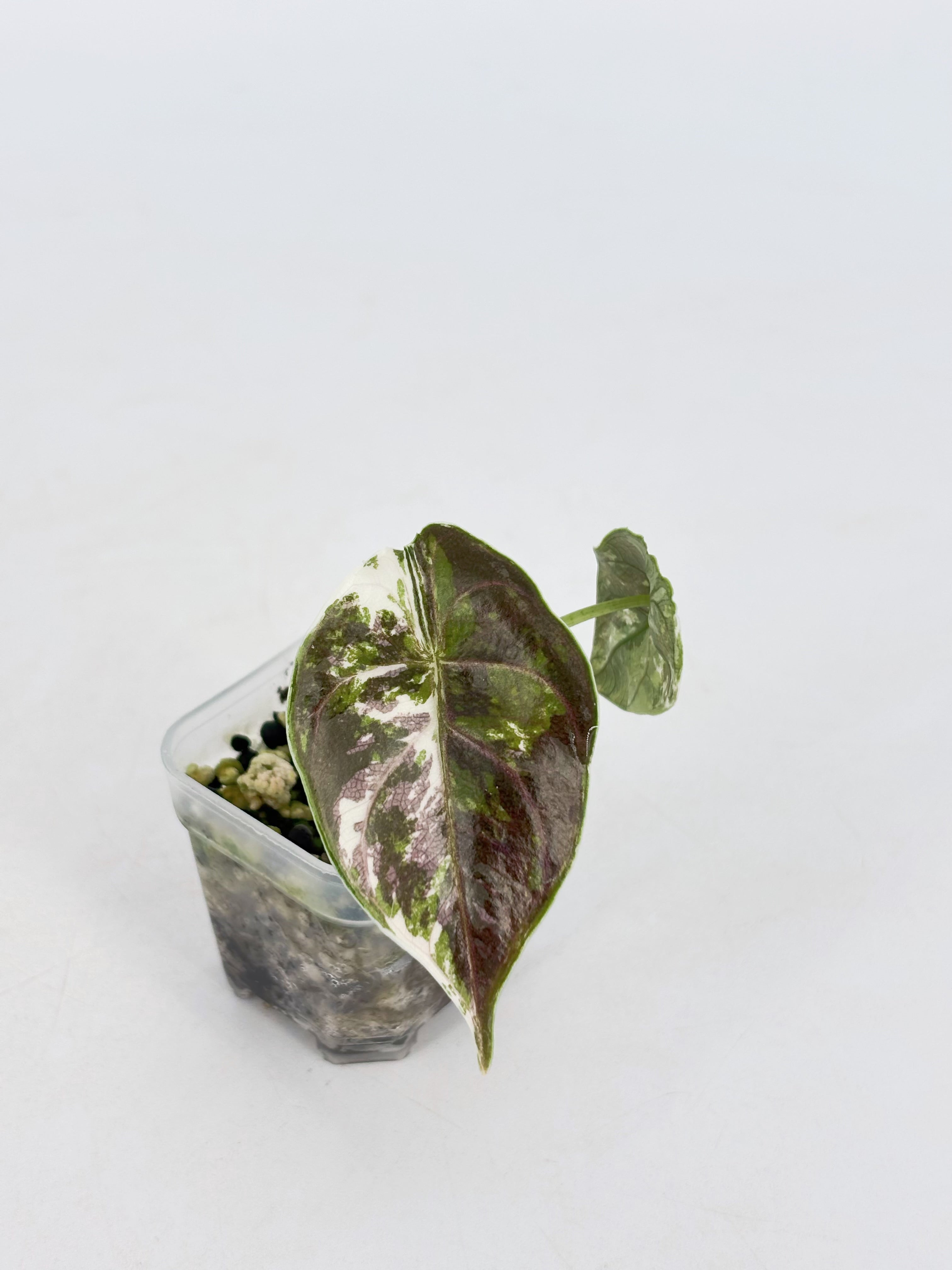 Alocasia Azlanii pink/albo@BC Warehouse