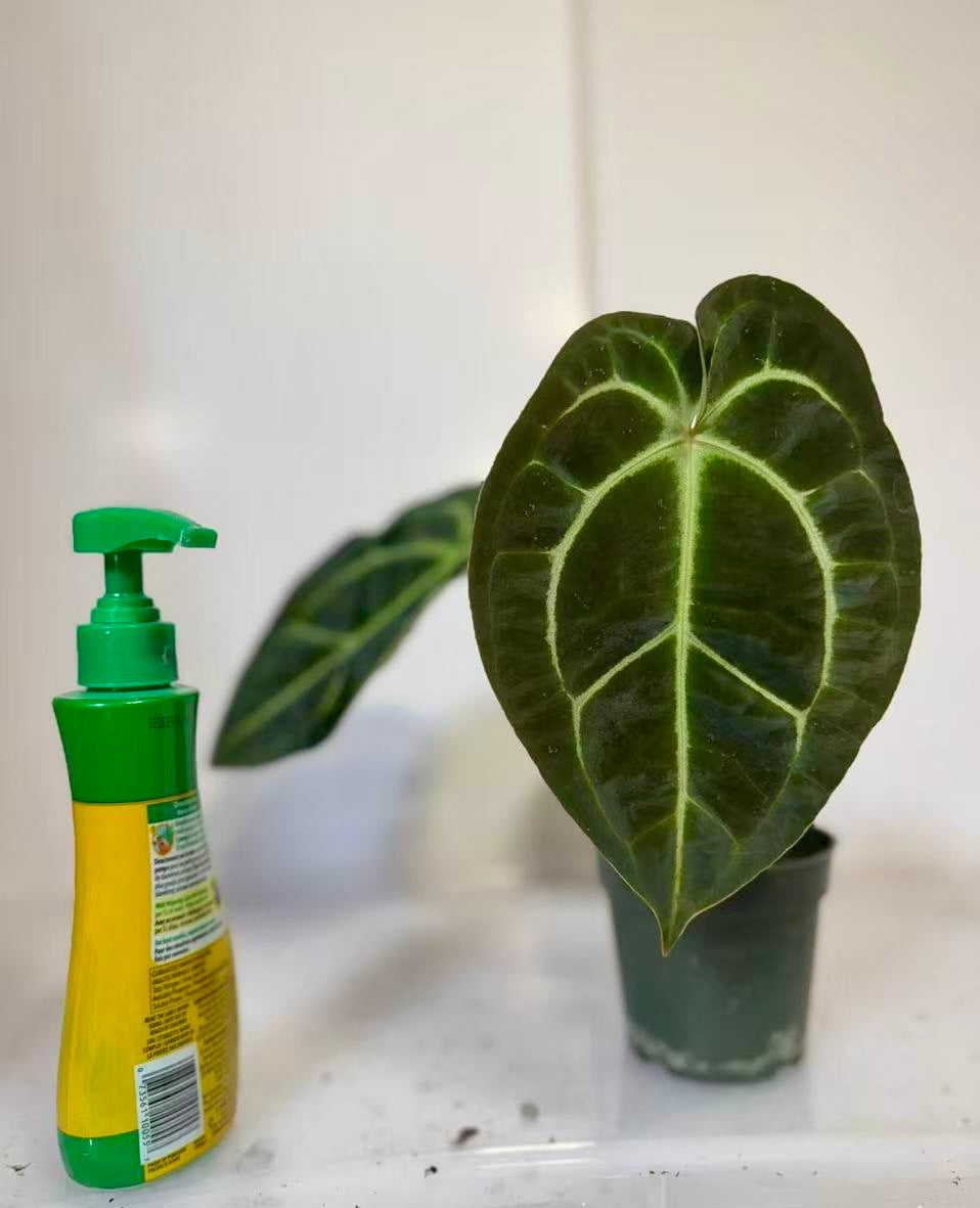 *Grower’s Choice* Anthurium Besseae x Dark Forgetii