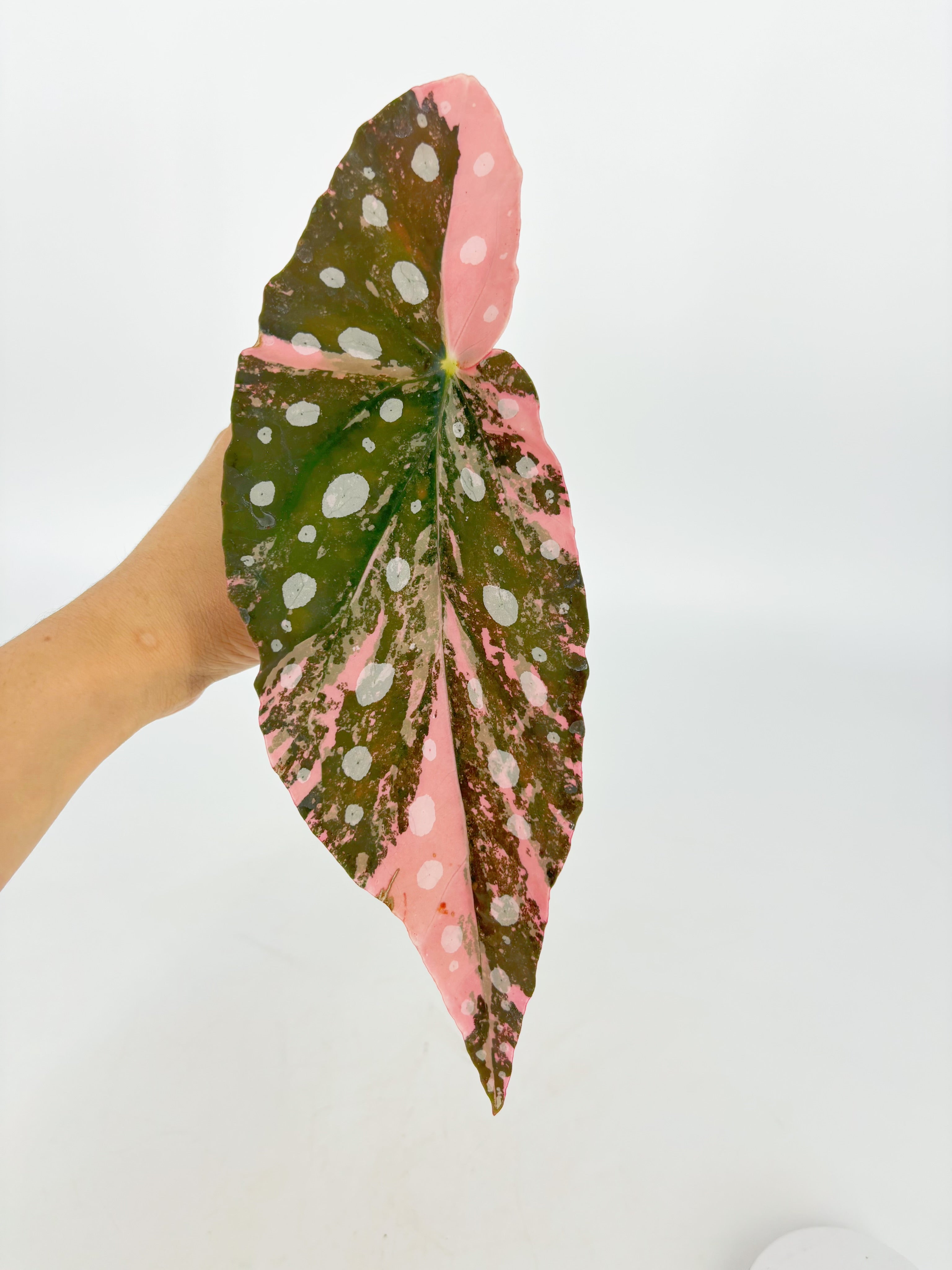 Begonia Maculata Pink XL@BC Warehouse