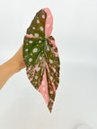 Begonia Maculata Pink XL@BC Warehouse