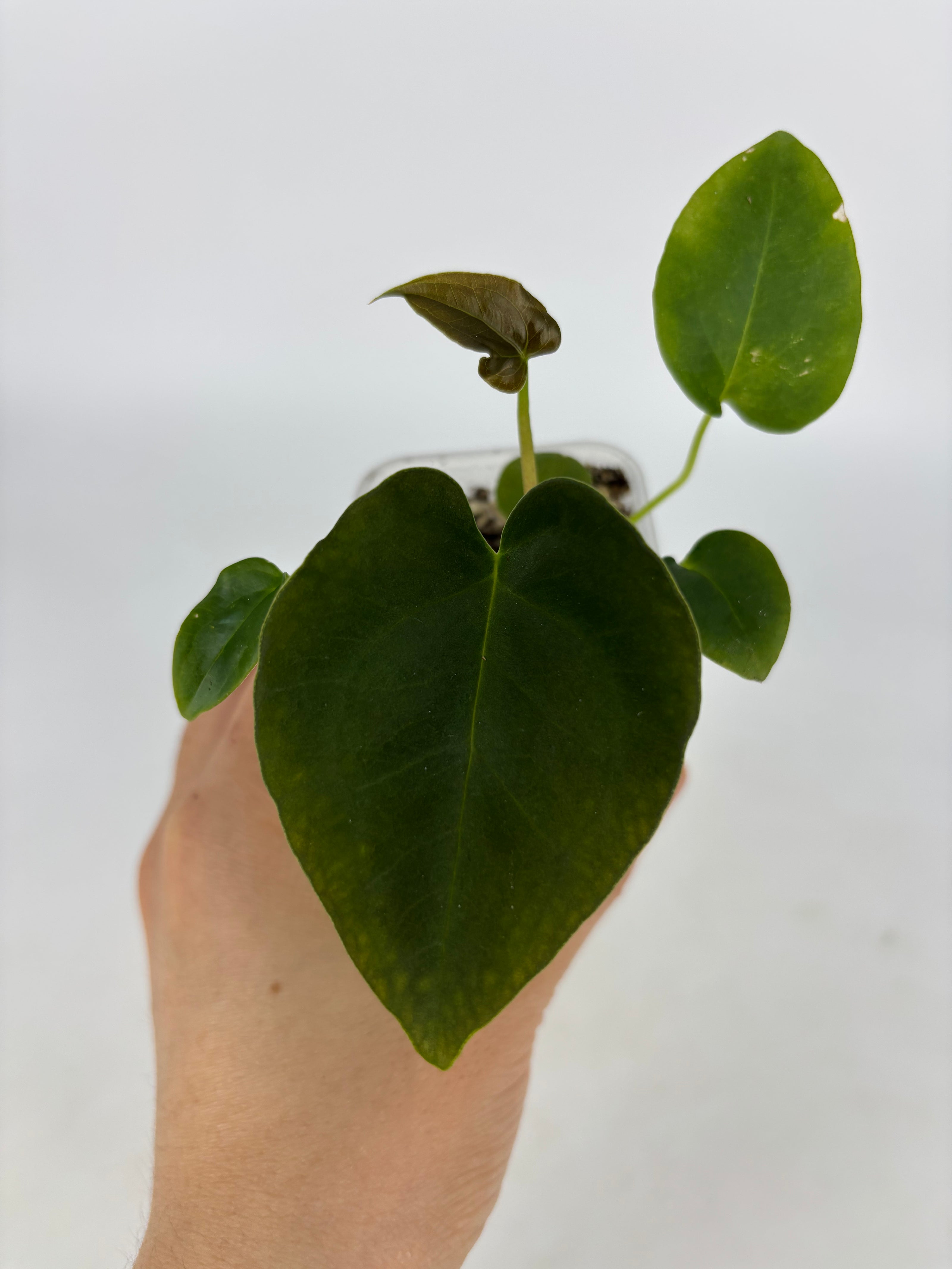 Anthurium Combo (Silver Blush & Papi fsrl x Dark Forgetii)