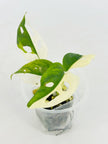 Monstera Adansonii Tricolor Japan@BC Warehouse