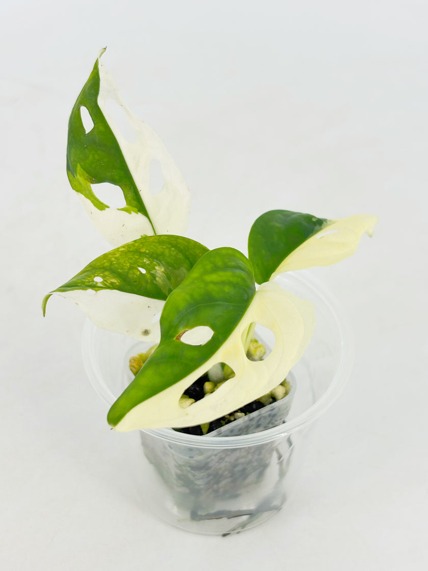 Monstera Adansonii Tricolor Japan@BC Warehouse