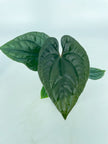 *Grower’s Choice* Anthurium Papi FS x RL x Luxurians