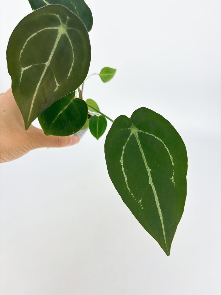 Anthurium Forgetii @BC Warehouse