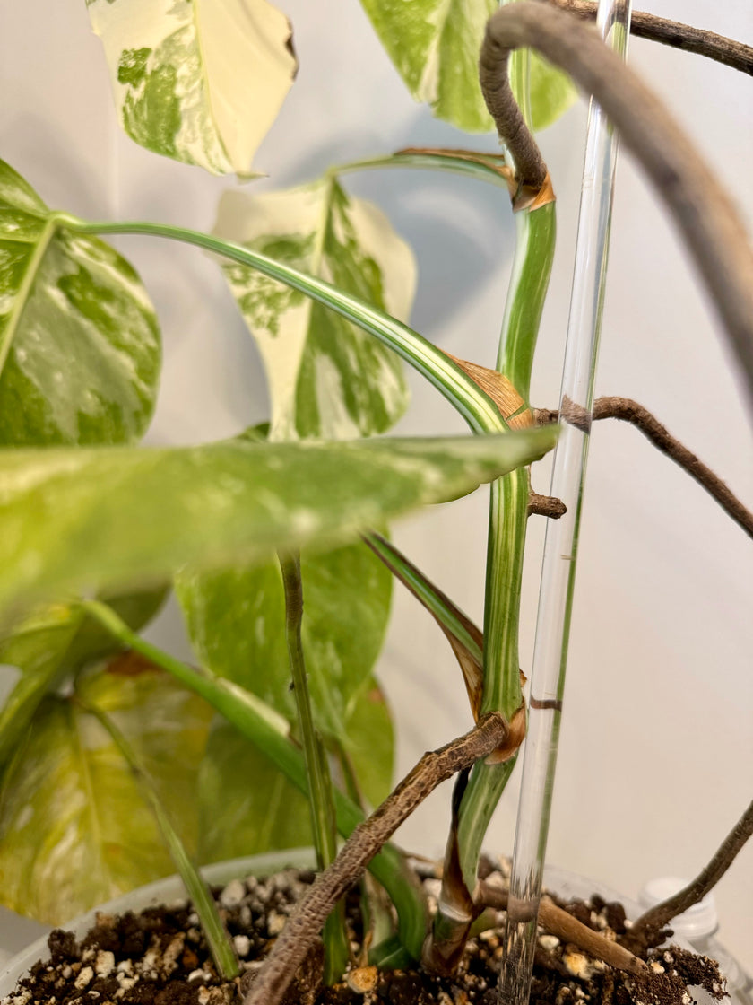 Monstera Albo *Pick Up& Local Delivery Only*