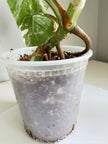 Monstera Albo -Japan *Pick up& GTA Delivery Only* @Markham Warehouse