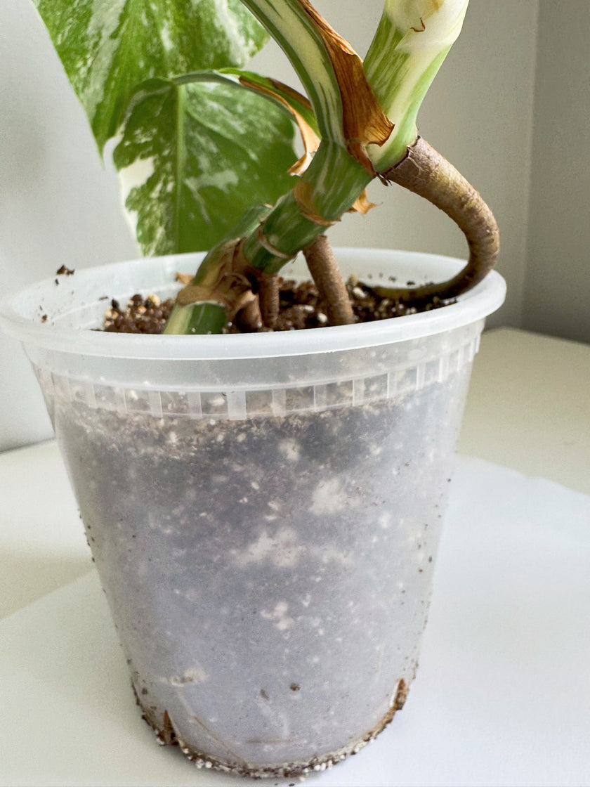 Monstera Albo -Japan *Pick up& GTA Delivery Only* @Markham Warehouse