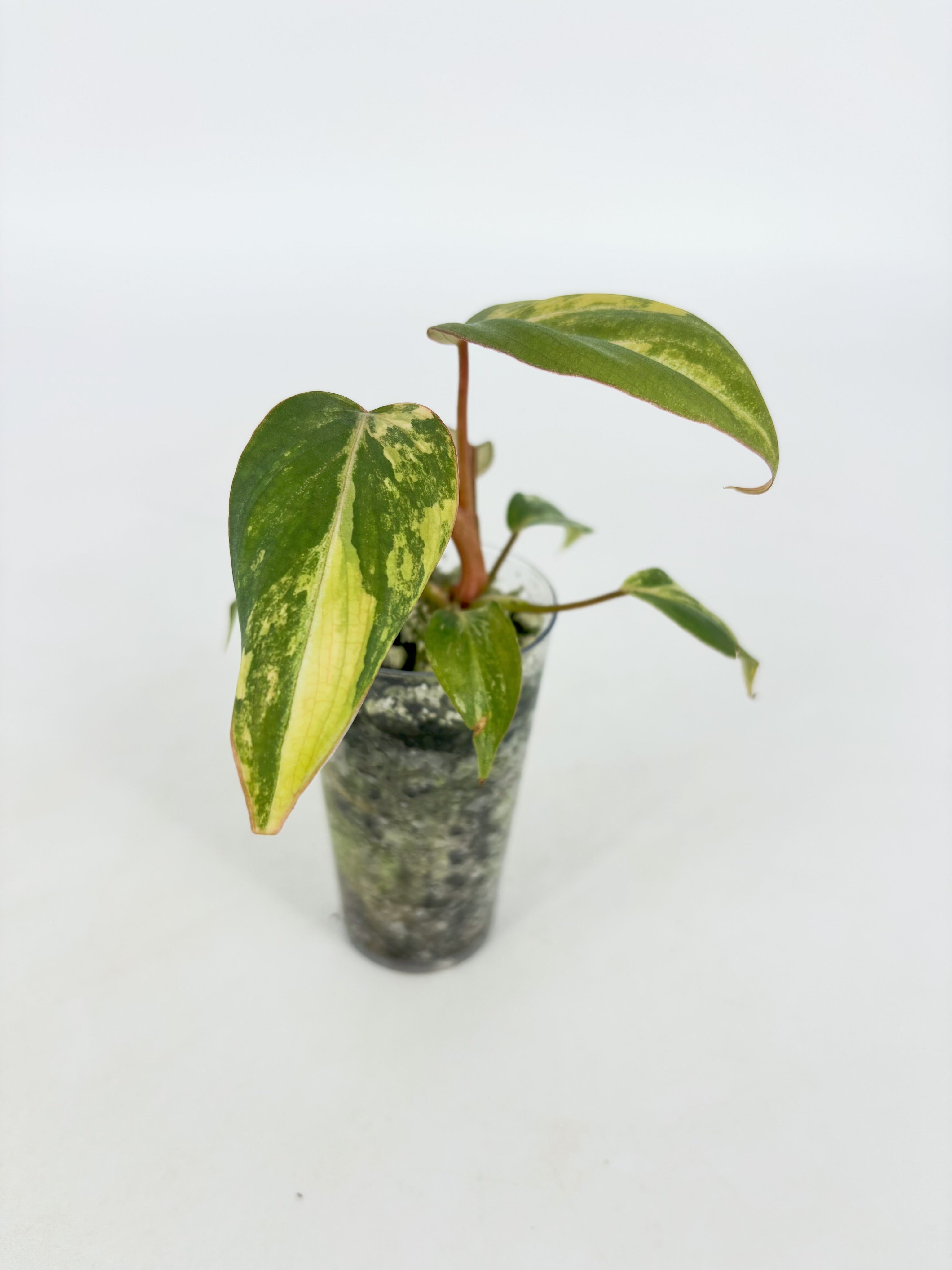 Philodendron Gloriosum Tricolor@BC Warehouse