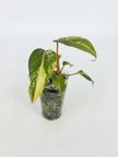 Philodendron Gloriosum Tricolor@BC Warehouse