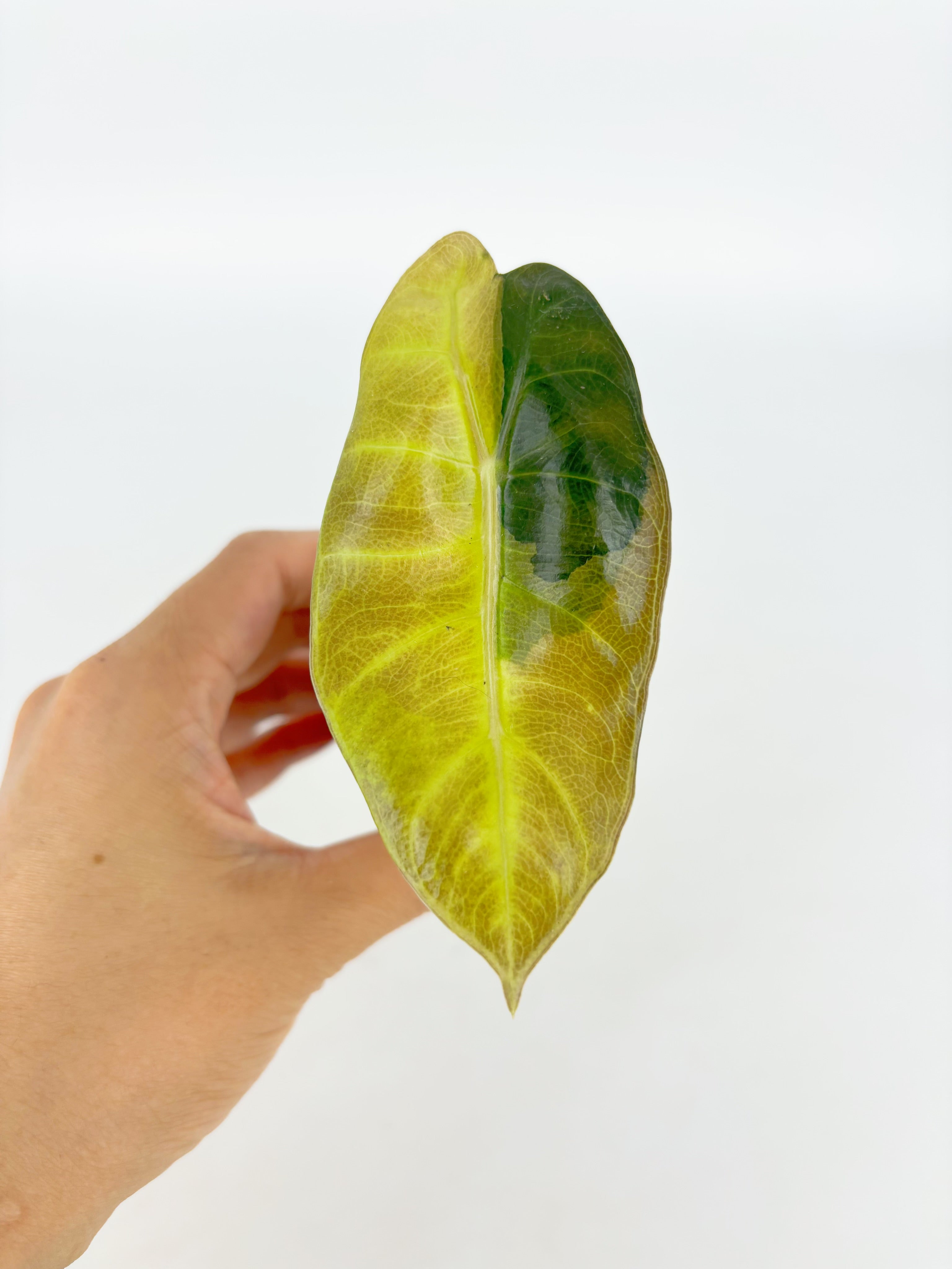 Alocasia Pink Dragon Aurea@BC Warehouse