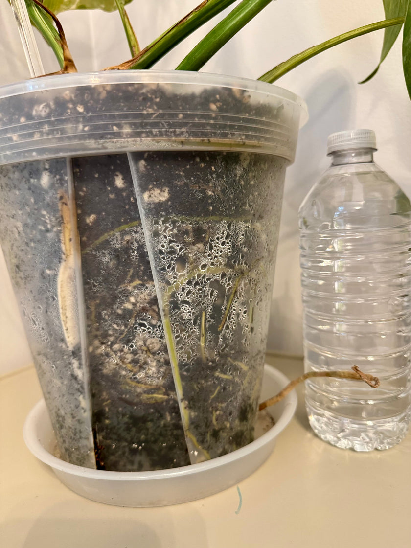 Monstera Albo *Pick Up& Local Delivery Only*