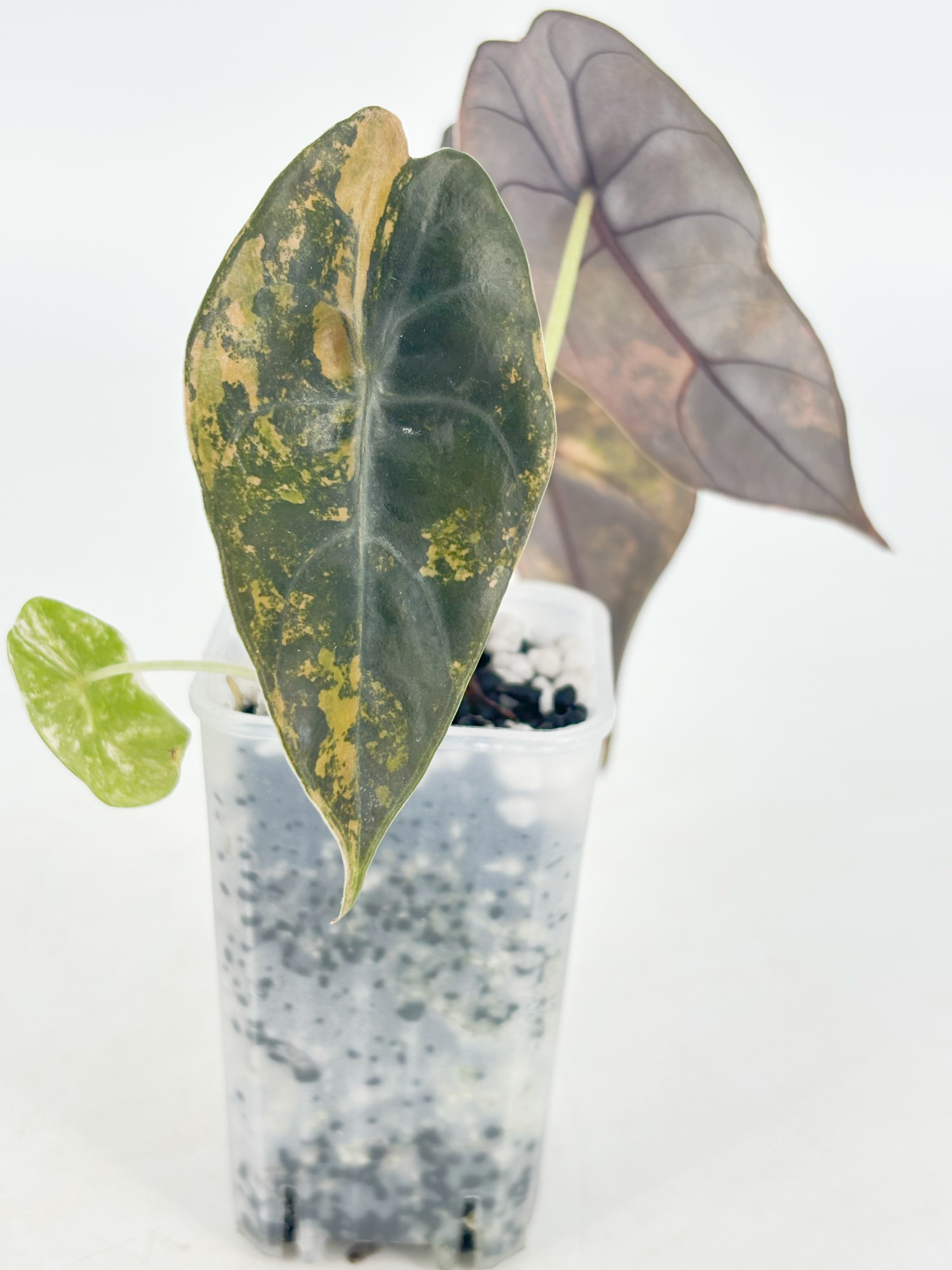 Alocasia Sedenii Aurea@BC Warehouse