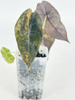 Alocasia Sedenii Aurea@BC Warehouse