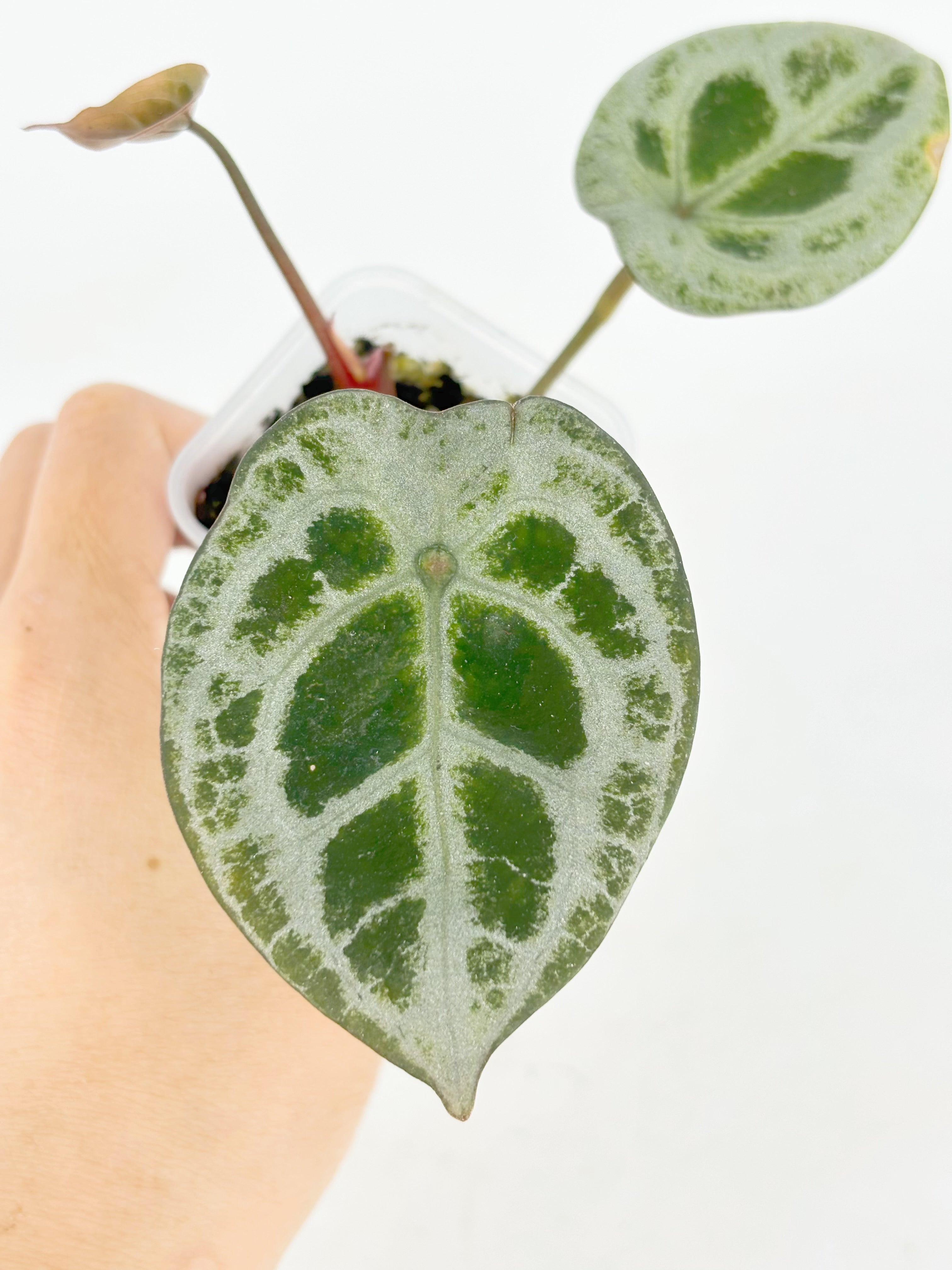 Anthurium Diamond Shield@BC Warehouse