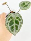 Anthurium Diamond Shield@BC Warehouse