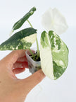 Alocasia Melo Albo@BC Warehouse
