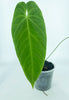 Anthurium Queremalense *Pick up & Delivery Only*