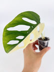 Monstera Adansonii Tricolor@BC Warehouse