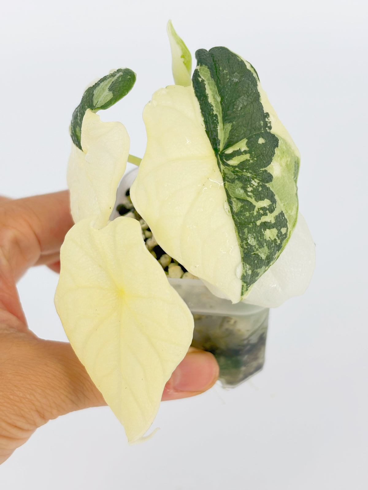 Alocasia Melo Albo@BC Warehouse