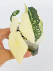 Alocasia Melo Albo@BC Warehouse