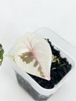 Alocasia Cuprea True Pink@BC Warehouse