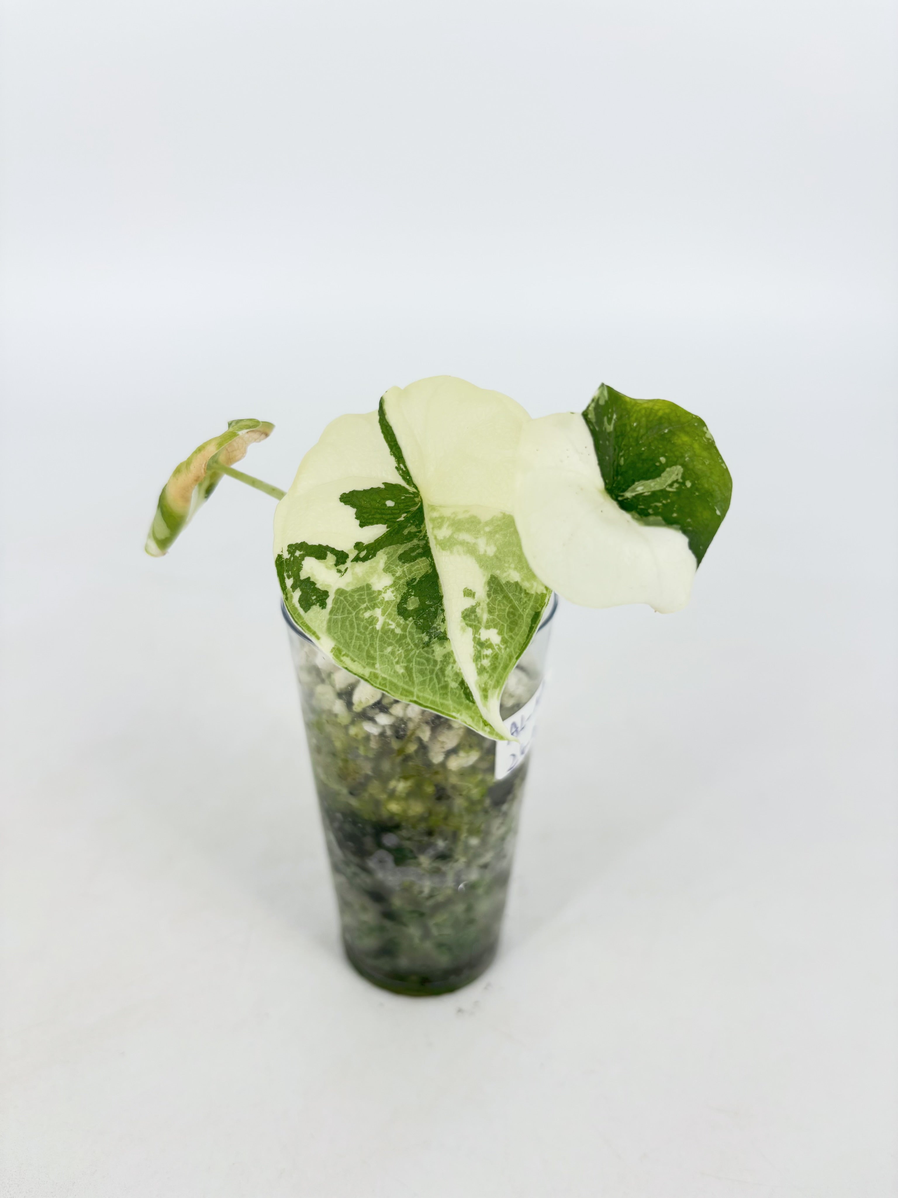 Alocasia Melo Albo @BC Warehouse