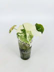 Alocasia Melo Albo @BC Warehouse