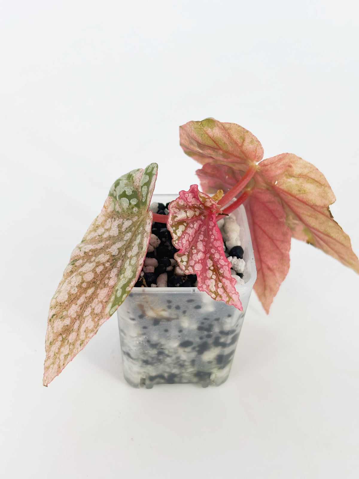 Begonia Pink Combo (Maculata Pink& Snow Cap Pink) @BC Warehouse *Shipping on hold during winter*