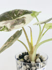 Alocasia Wentii Albo Pink@BC Warehouse