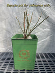 Emily Bronte-Potted *Pick up &local delivery in GTA only*