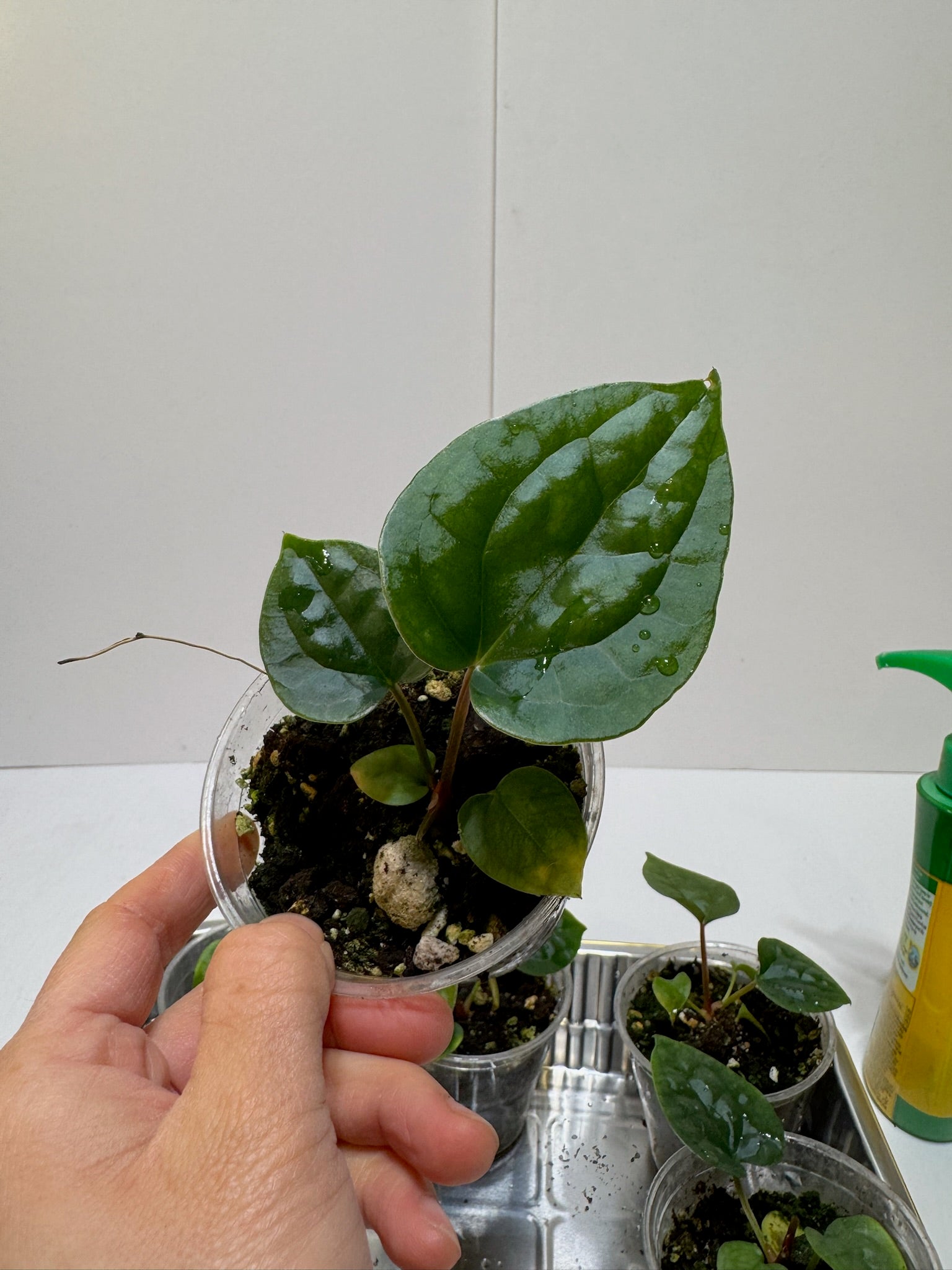 Anthurium Lux Self Seedling *Multiples Available Ramdom Selection* low chance of lux x forgetii