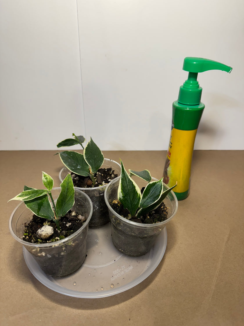 Hoya polyneura variegated fishtail hoya *Multiple Available Random Selection*