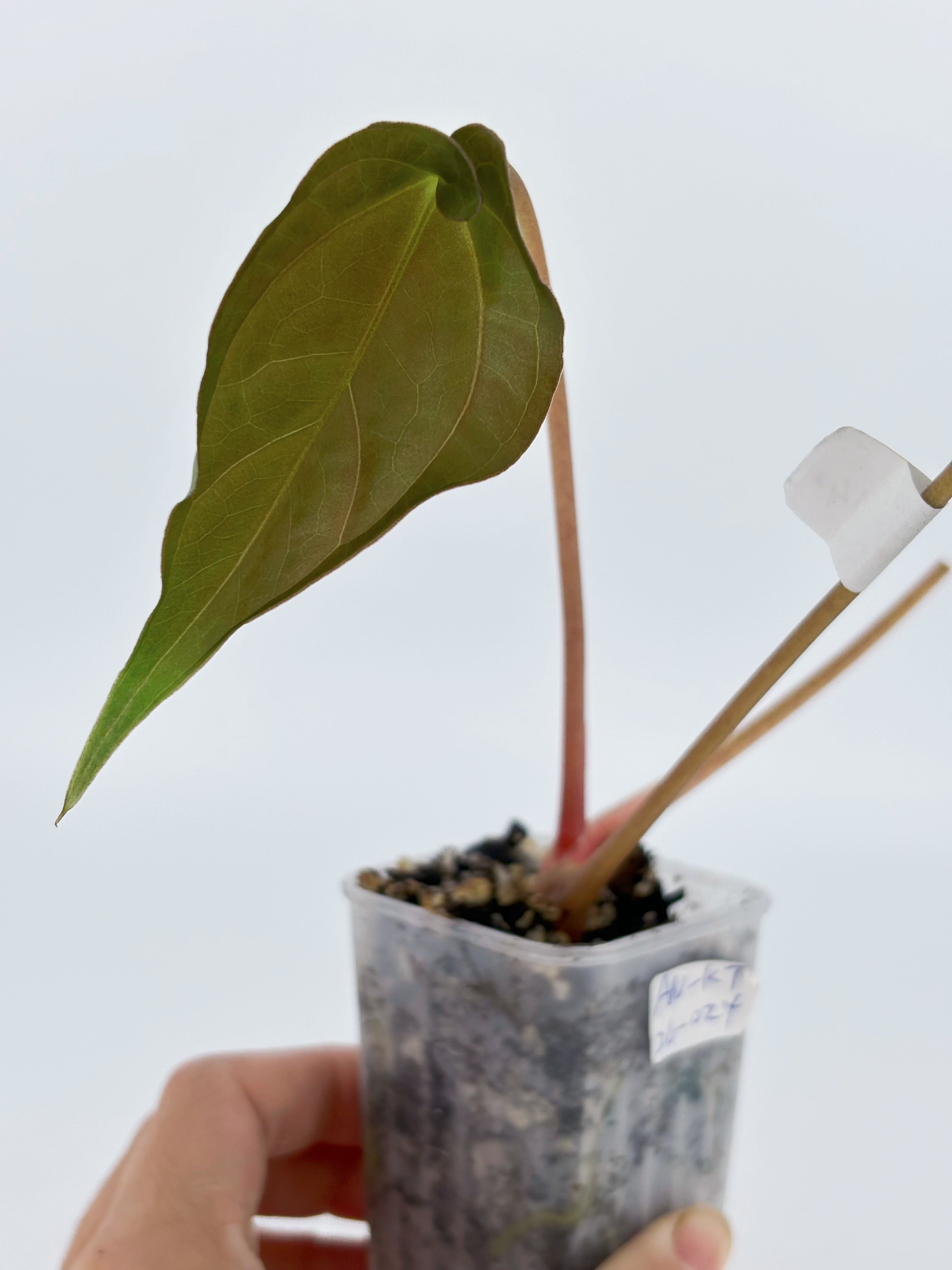 Anthurium Papi FS x BVEP by Kartel Duan @BC Warehouse