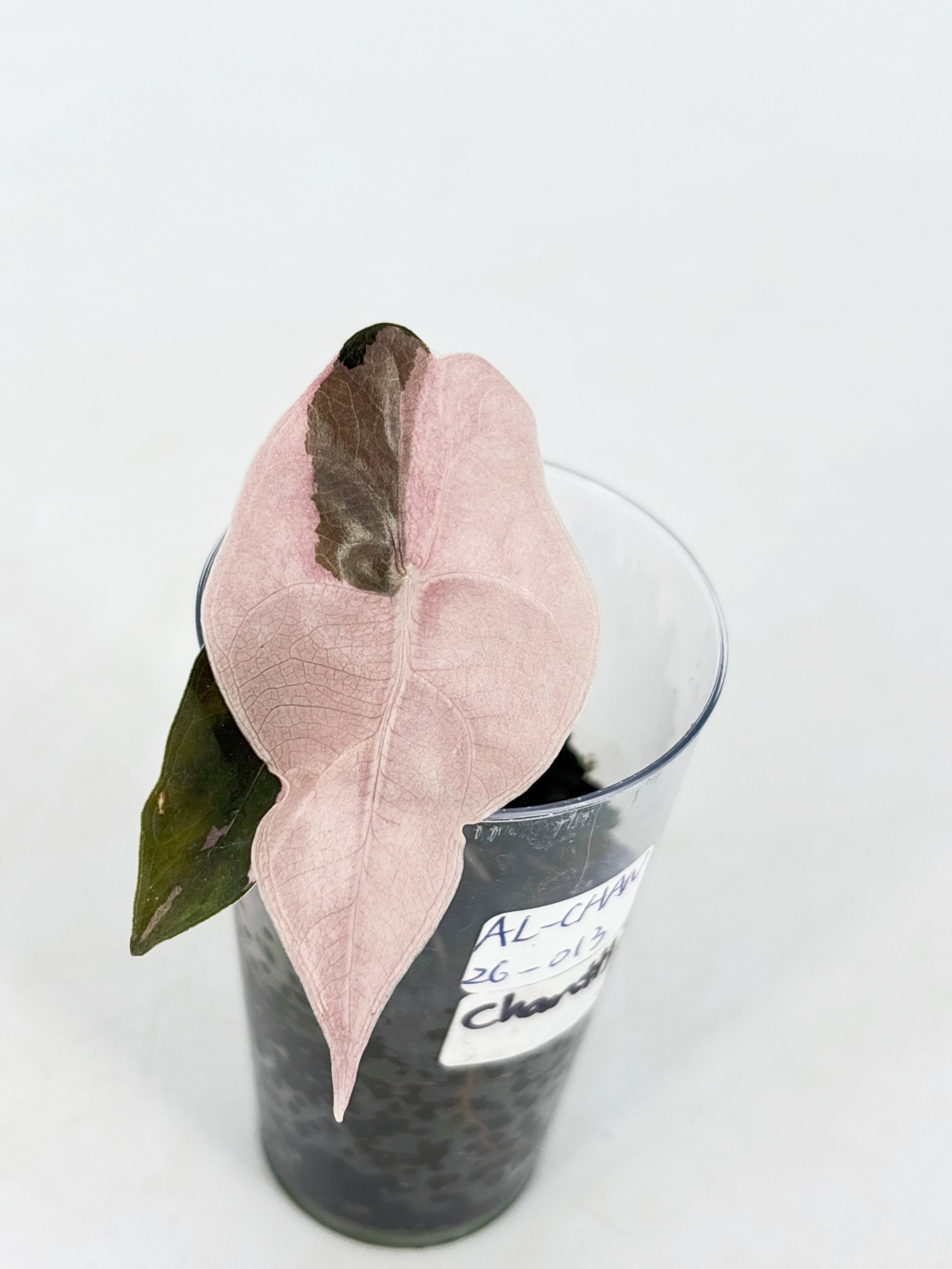Alocasia Combo (Yucanta princess Albo+ Chantrieri Pink)@BC Warehouse
