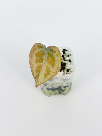 Anthurium Diamond Shield@BC Warehouse