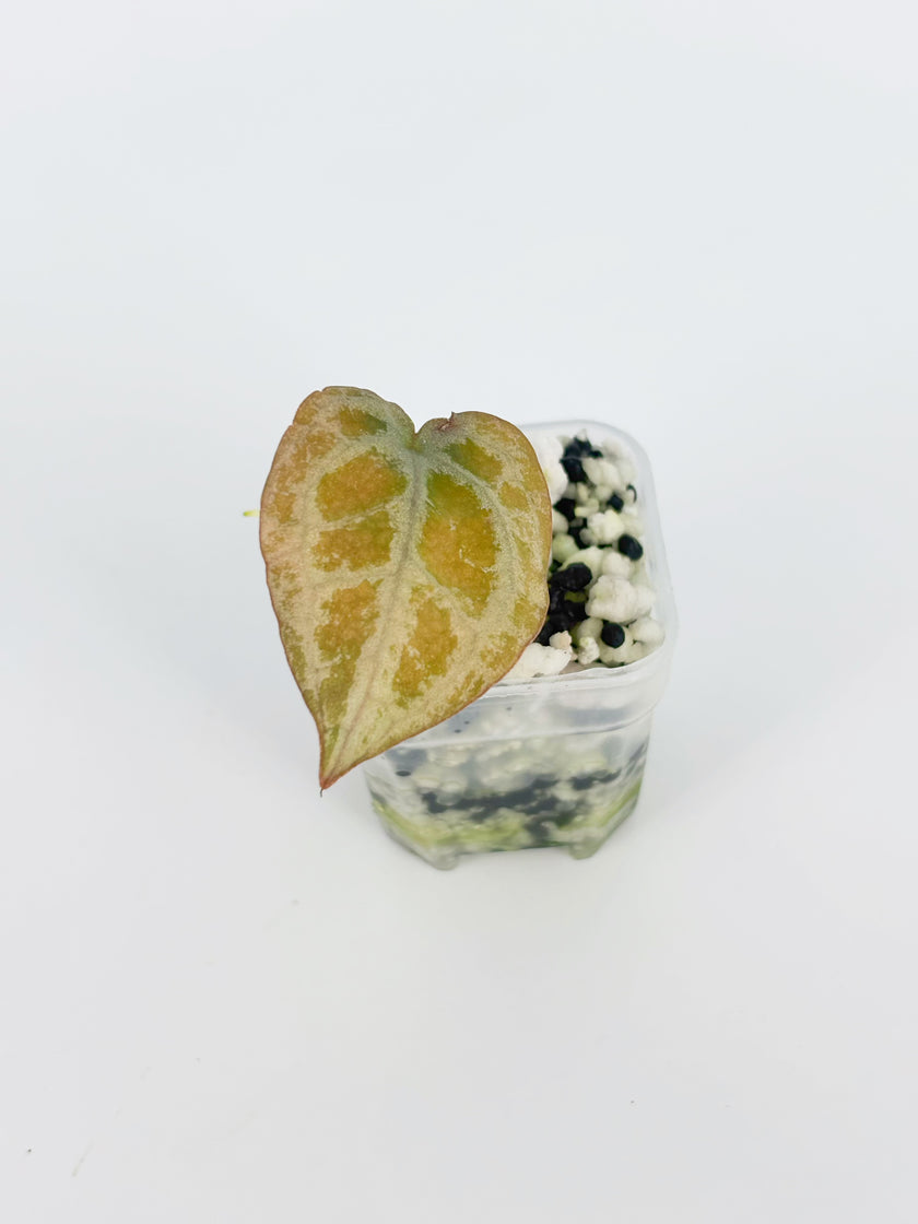 Anthurium Diamond Shield@BC Warehouse