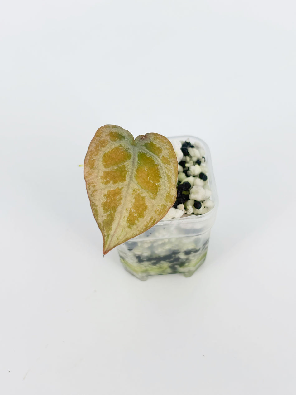 Anthurium Diamond Shield@BC Warehouse