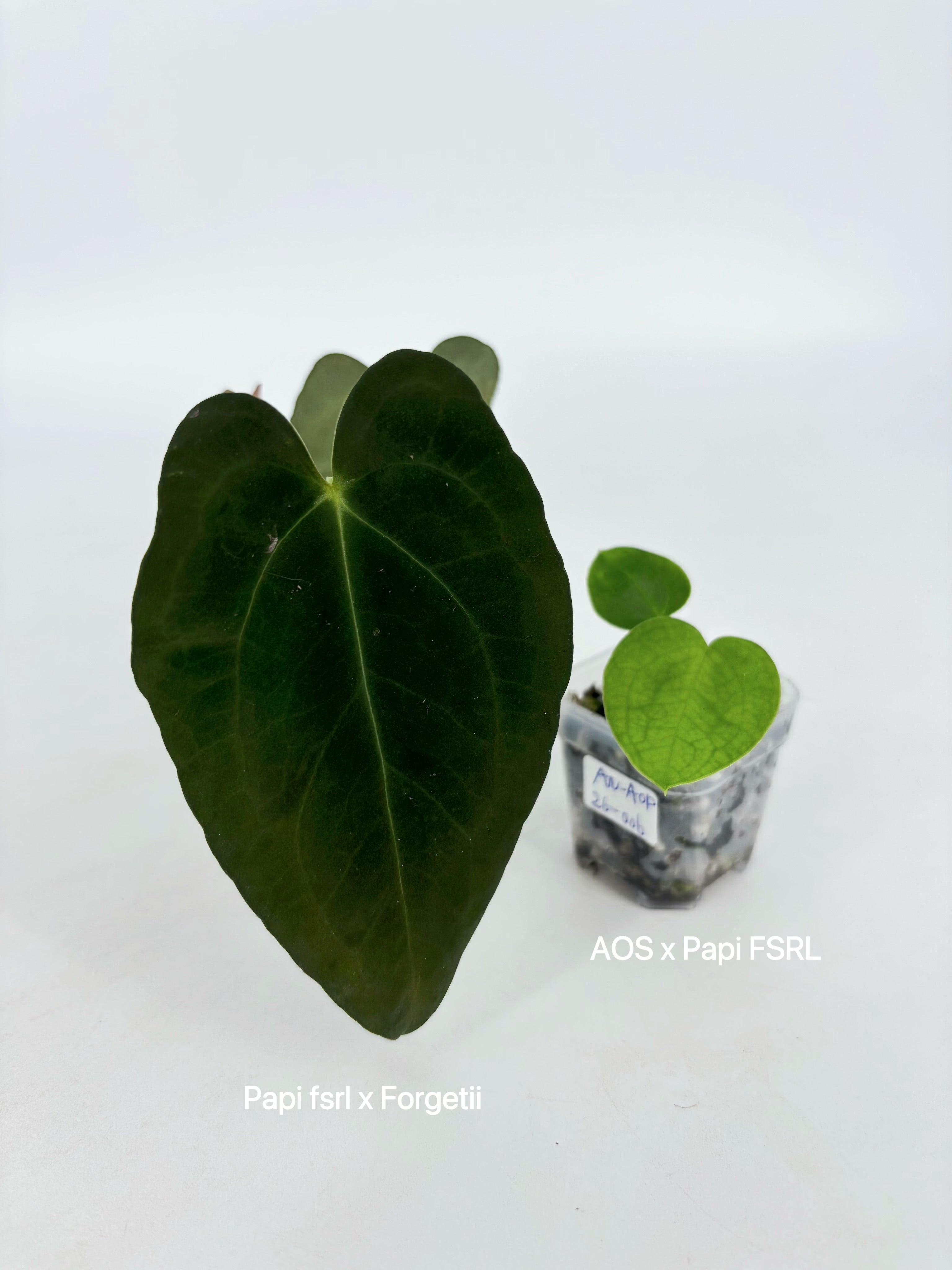 Anthurium Combo (Papi fsrl x Forgetti, Tezula AOS DF x Papi fsrl)@BC Warehouse