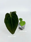 Anthurium Combo (Papi fsrl x Forgetti, Tezula AOS DF x Papi fsrl)@BC Warehouse