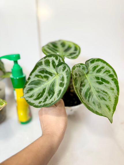 Anthurium Dorayaki - Silver