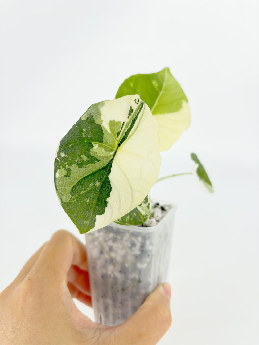 Alocasia Melo Albo@BC Warehouse