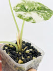 Alocasia Combo (Melo Albo & Dragon Scale Albo) @BC Warehouse