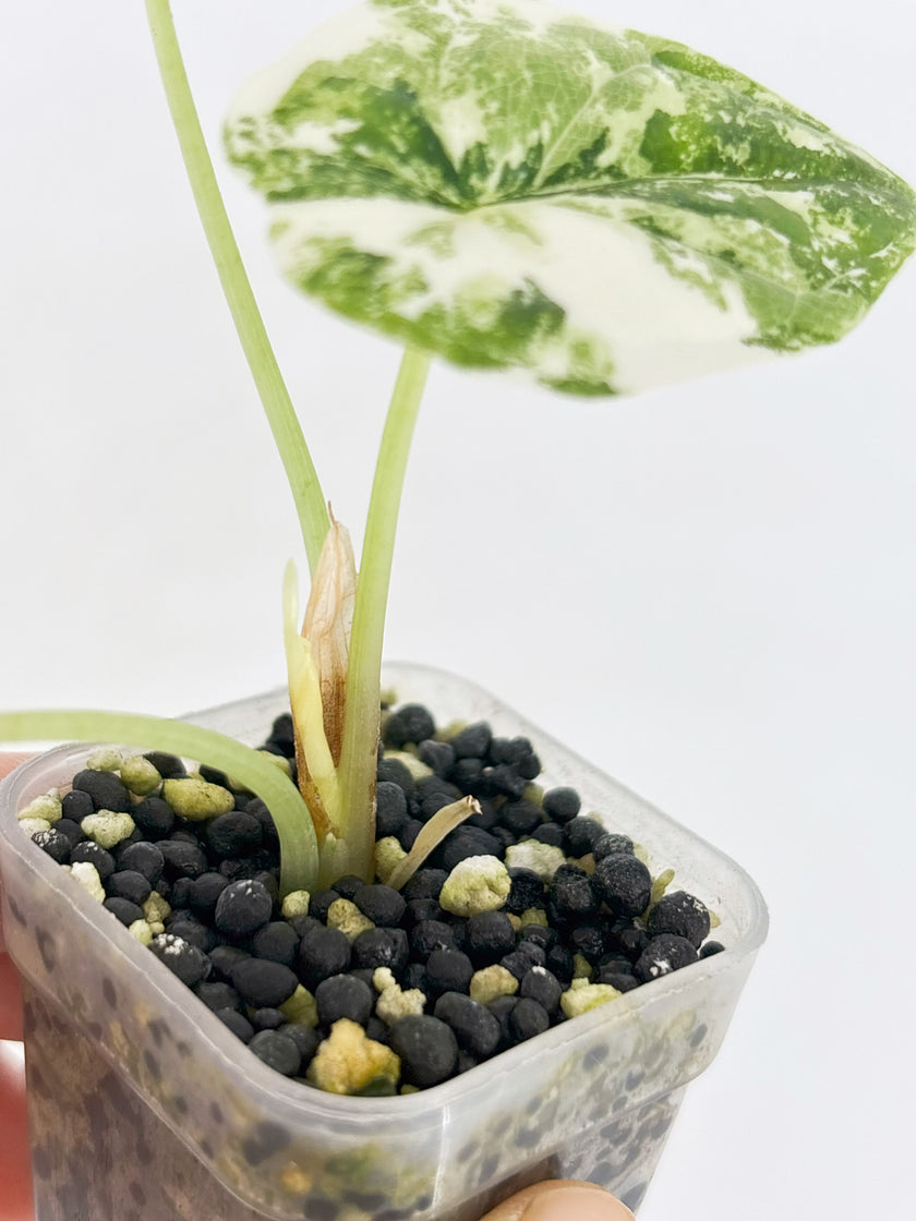 Alocasia Combo (Melo Albo & Dragon Scale Albo) @BC Warehouse