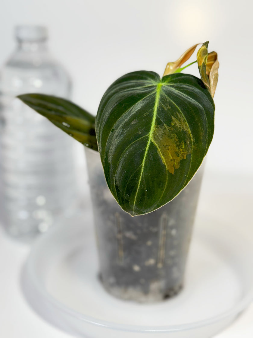 Philodendron Melanochrysum Variegated -A