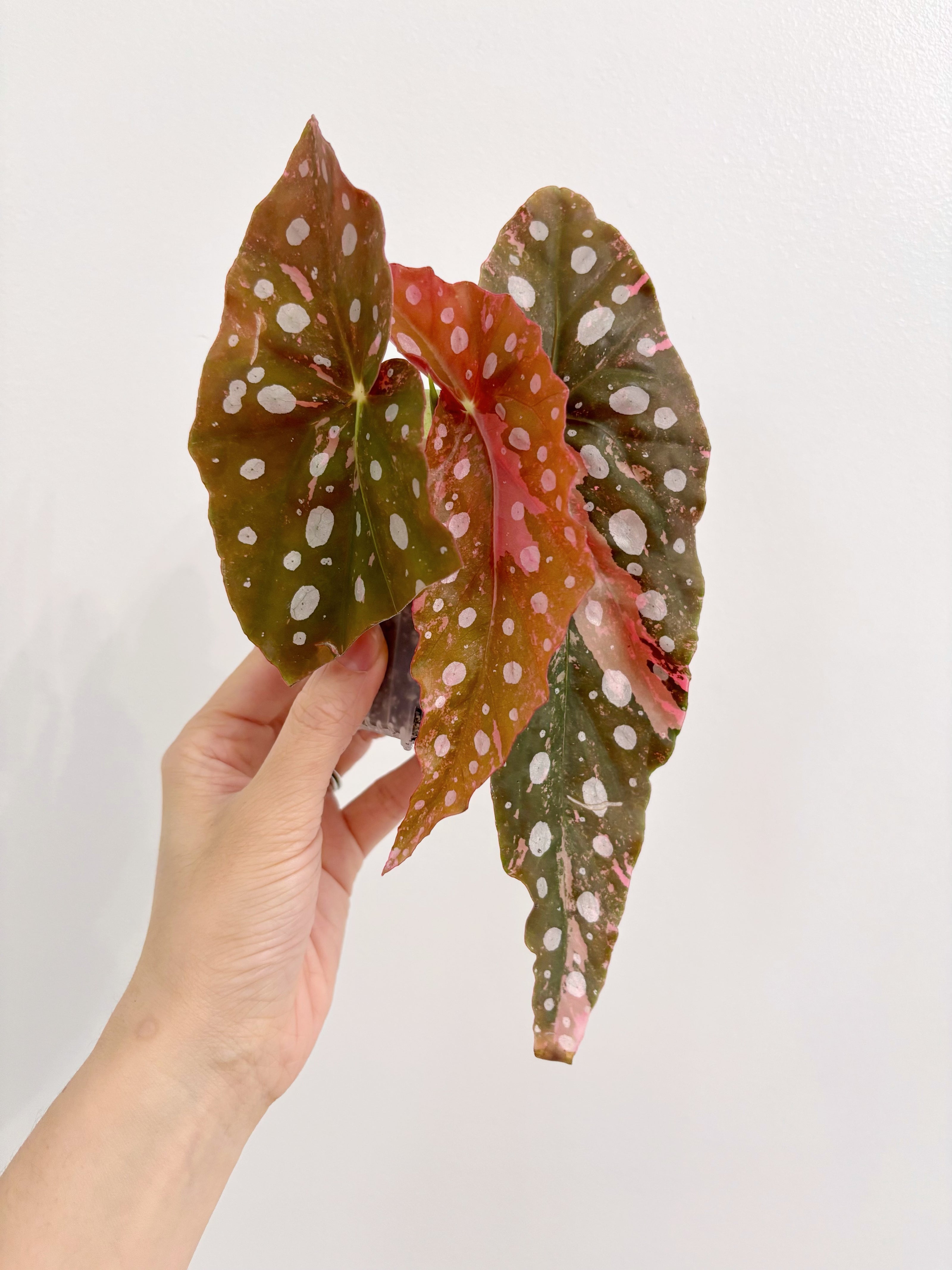 Begonia Maculata Pink Var