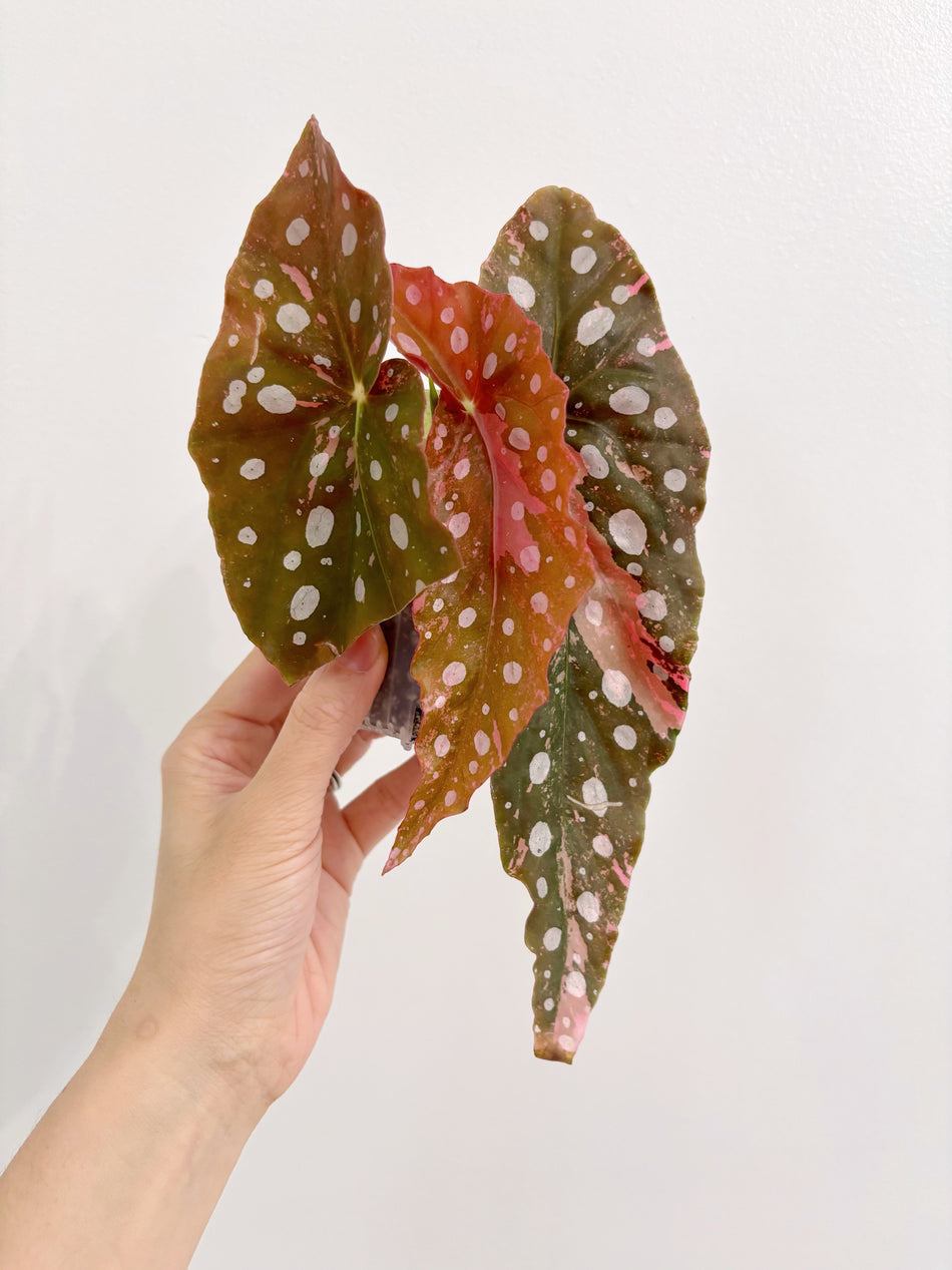 Begonia Maculata Pink Var